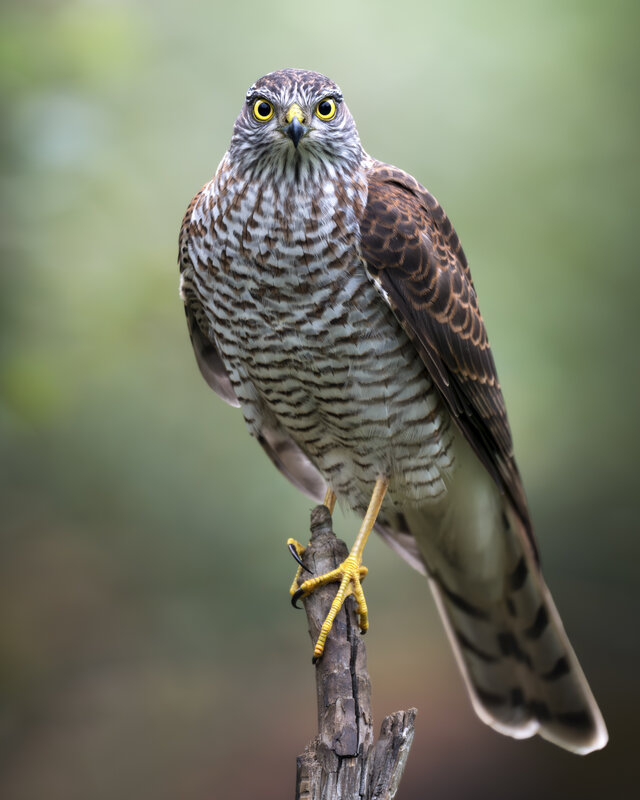 Ястреб-перепелятник (Accipiter nisus)  фото превью