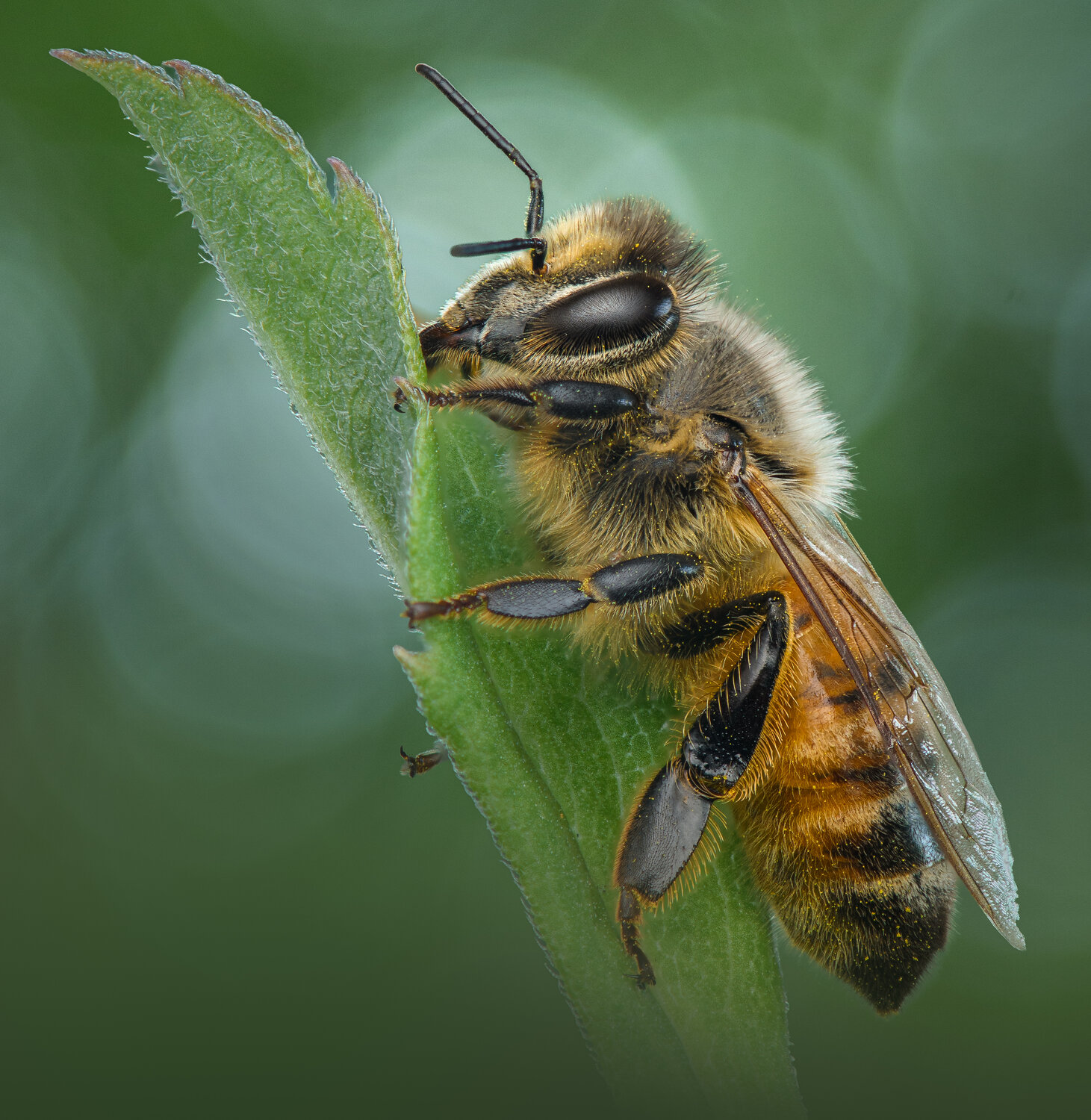 bee, honey bee, macro, pollen, Atul Saluja