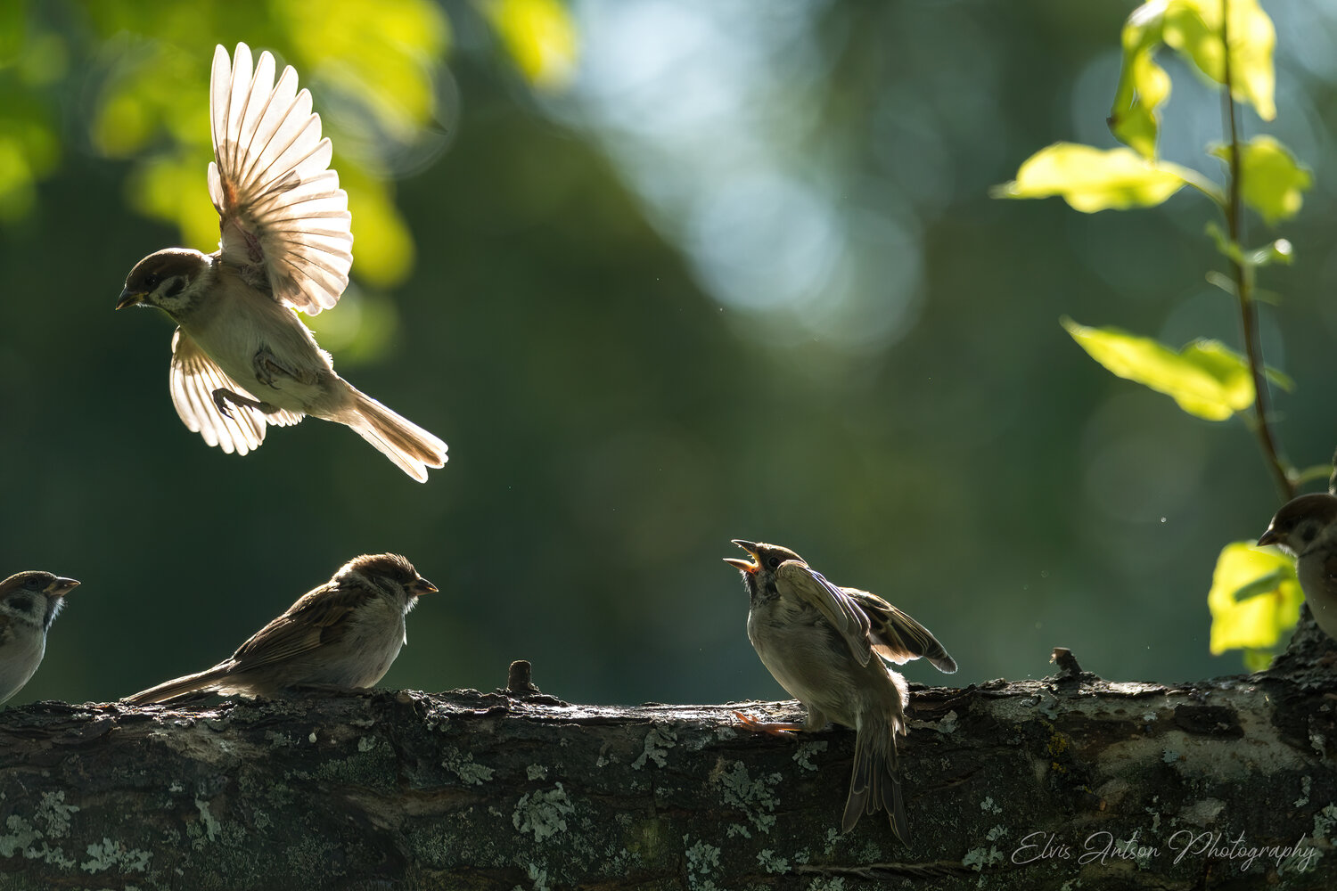 action shot, wildlife, воробей, воробьи, полевой воробей, sparrow, birds, birdwatching, elvis antson, орнитология, дикая природа, дикие птицы, кострома, пернатые, движение, крылья, птицы россии, птицы европы, наблюдение за птицами, bird photography, commu, Antson Elvis