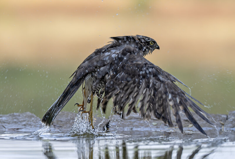 Accipiter nisus фото превью
