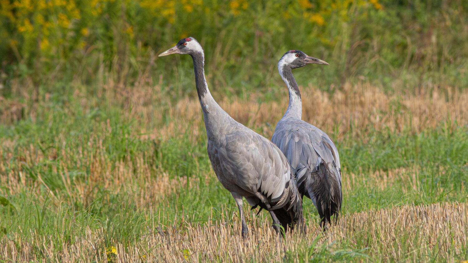 серый журавль, журавль, grus grus, common crane, crane, Бондаренко Георгий
