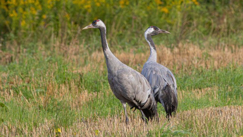 серый журавль, журавль, grus grus, common crane, crane Пара фото превью