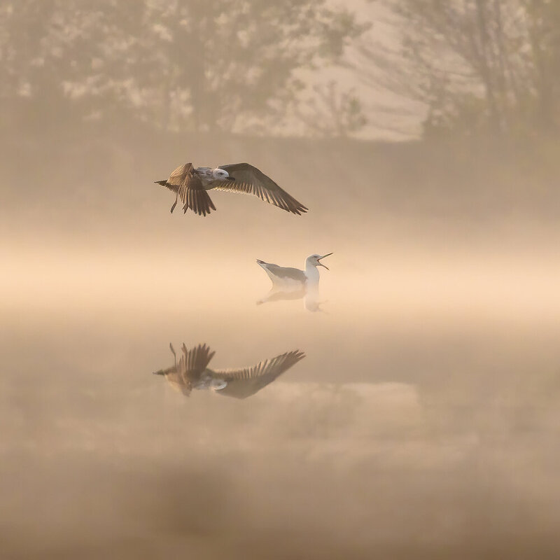 Gulls фото превью