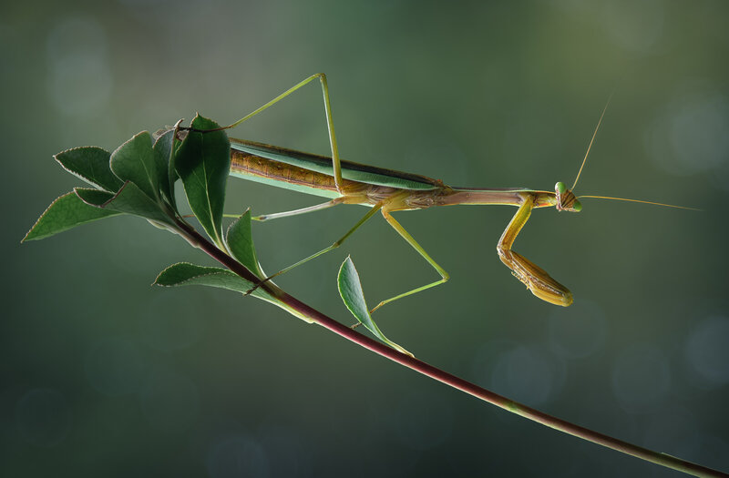 mantis, praying mantis Escape artist фото превью