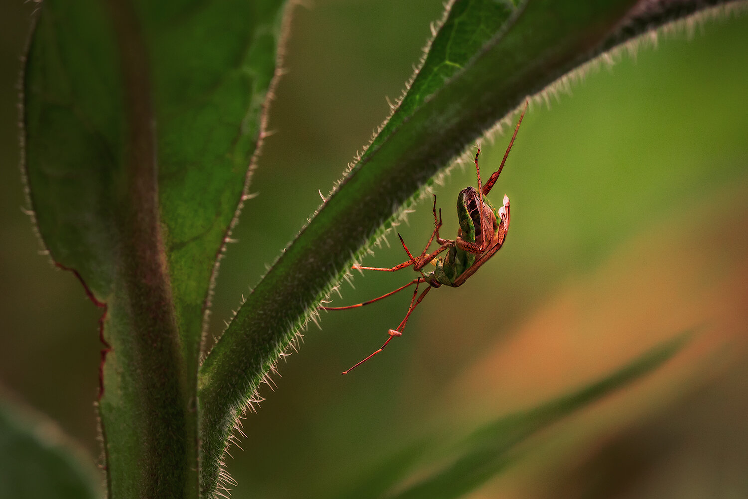 насекомые, макро, insects, macro, nature, природа, Волкова Анна