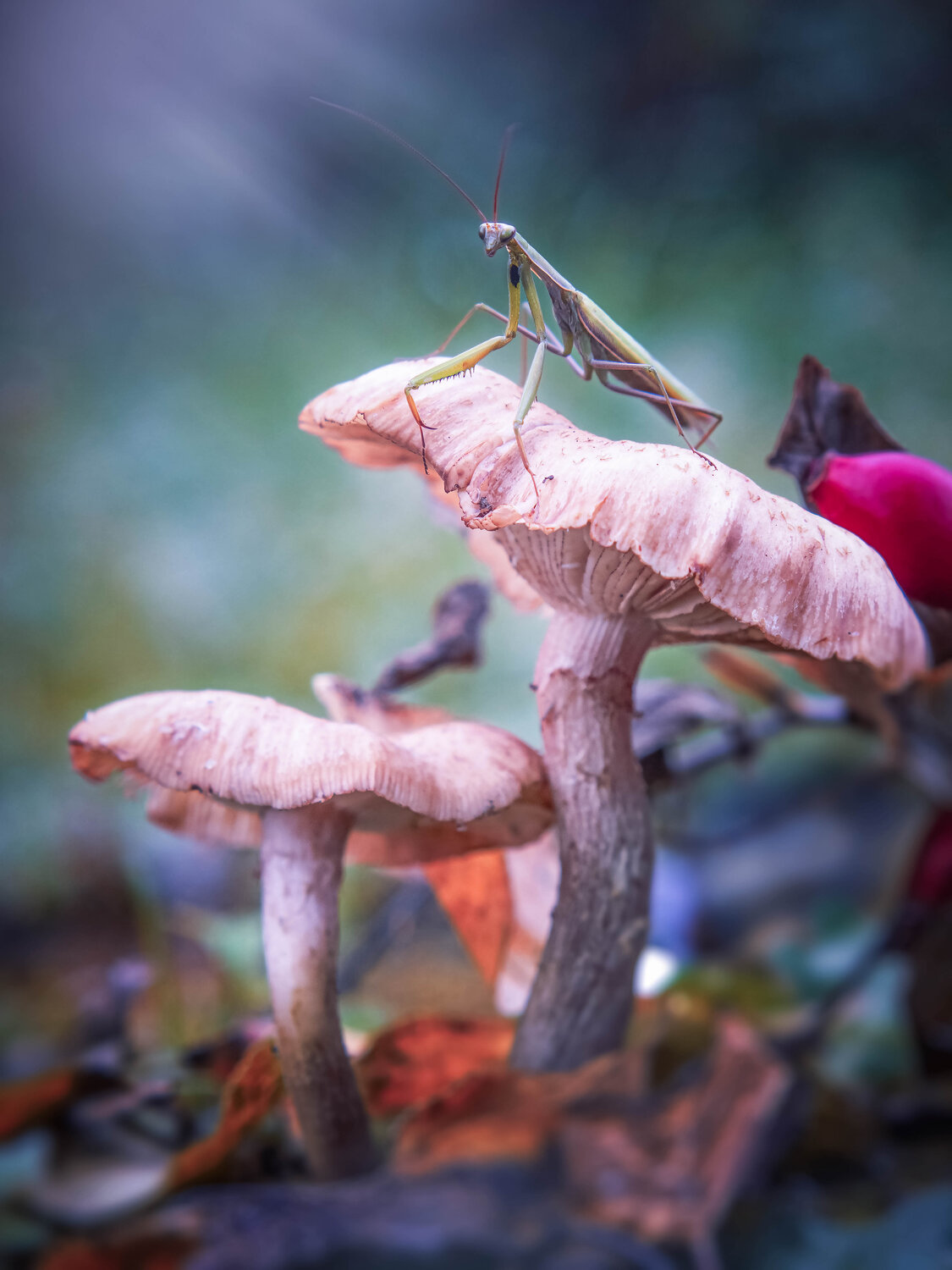, Lapshina Vladlena