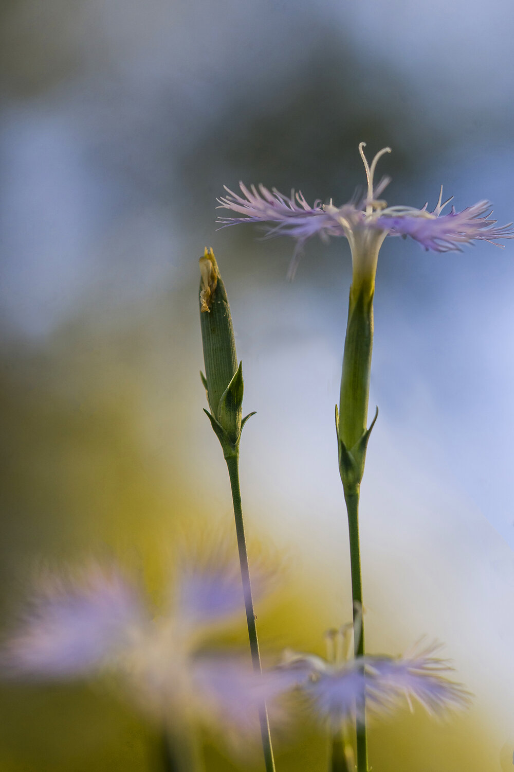 plant, flower, close up, selective focus, Andr&eacute;s Emilio