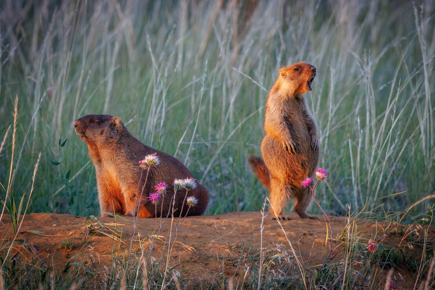 сурки, сурок, marmot, байбак, на закате, Иноземцев Станислав