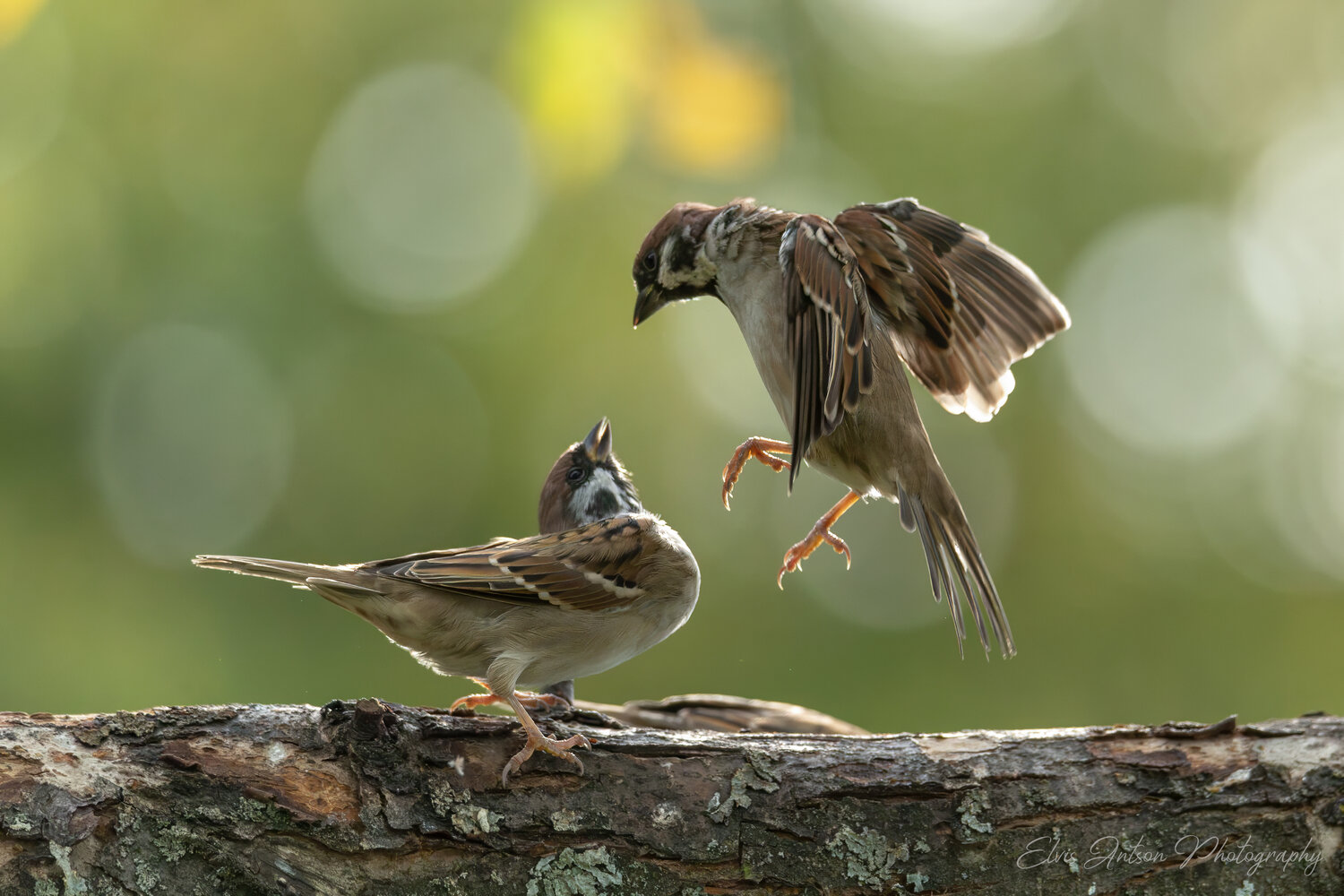 action shot, wildlife, воробей, воробьи, полевой воробей, sparrow, birds, birdwatching, elvis antson, орнитология, дикая природа, дикие птицы, кострома, пернатые, движение, крылья, птицы россии, птицы европы, наблюдение за птицами, bird photography, Antson Elvis