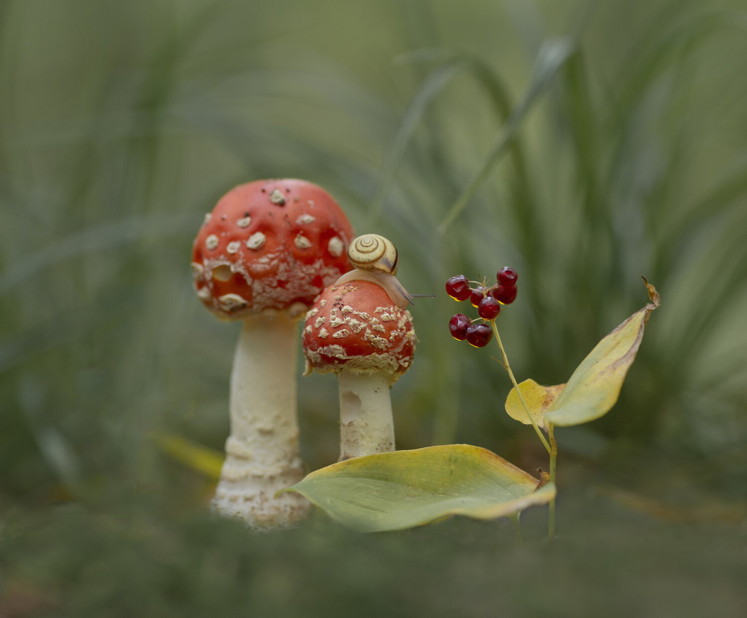 мухоморы, грибы, майник, улитка, осень, Александр Гвоздь