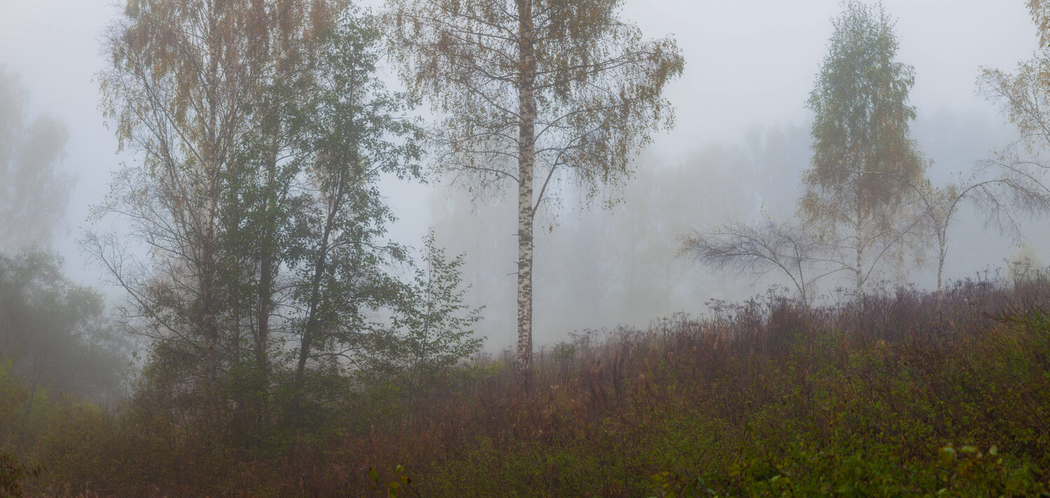 осень, лес, тумн, Свистков Александр
