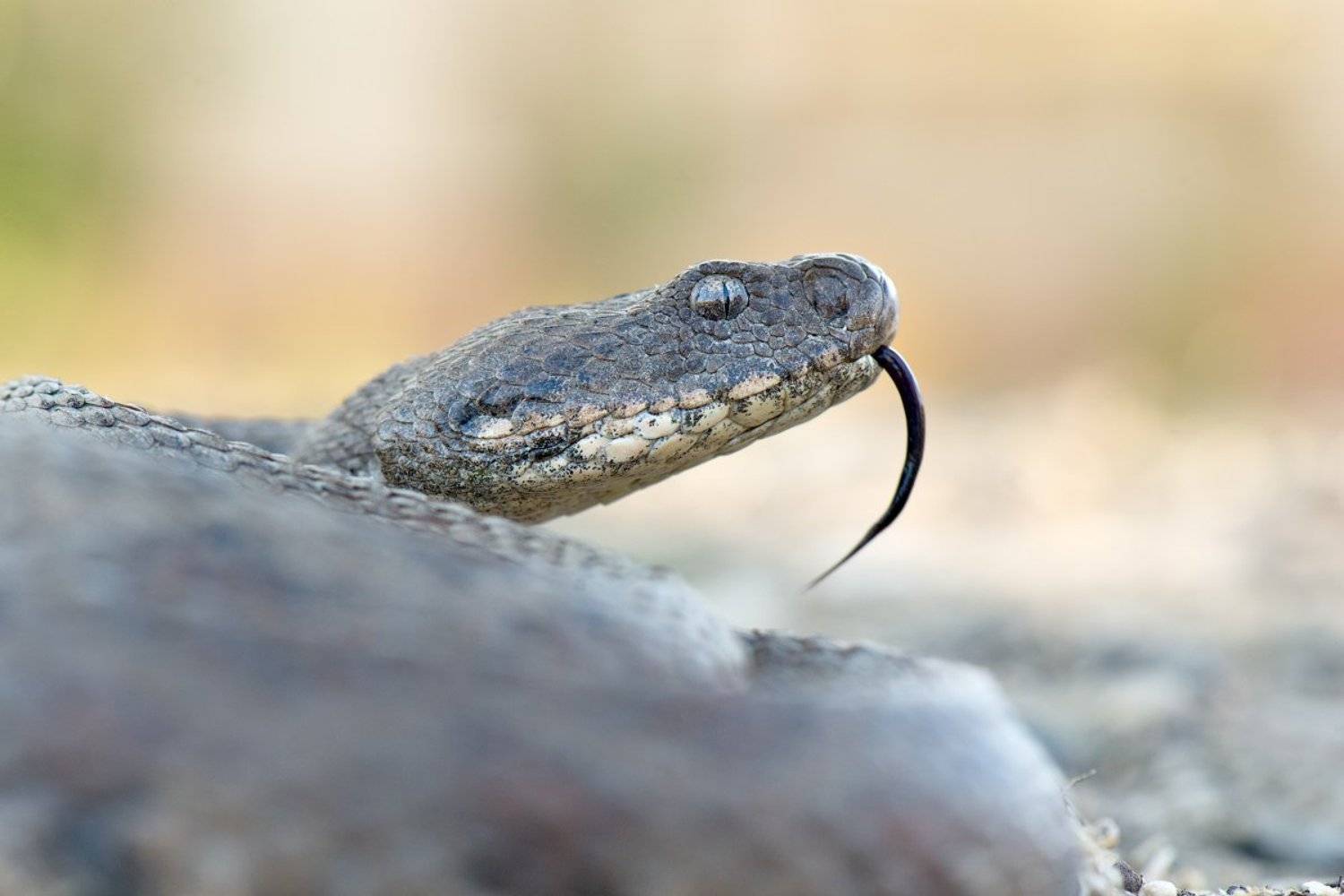 гюрза, змея, россия, природа, рептилия, яд, дагестан, дикая природа, wildlife, nature, snake, venom, russia, macrovipera, Илья Гомыранов