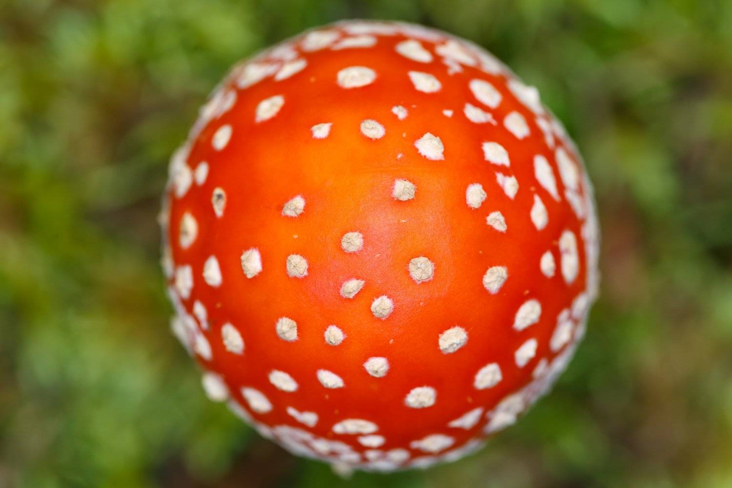 , Ирина Пажаева