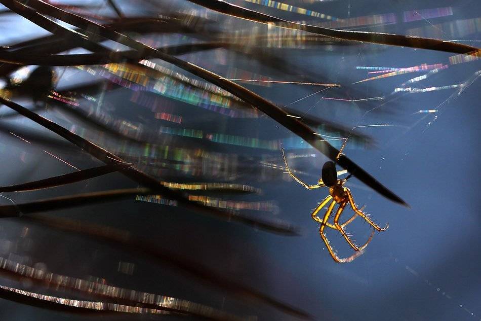 , Иваненко Светлана