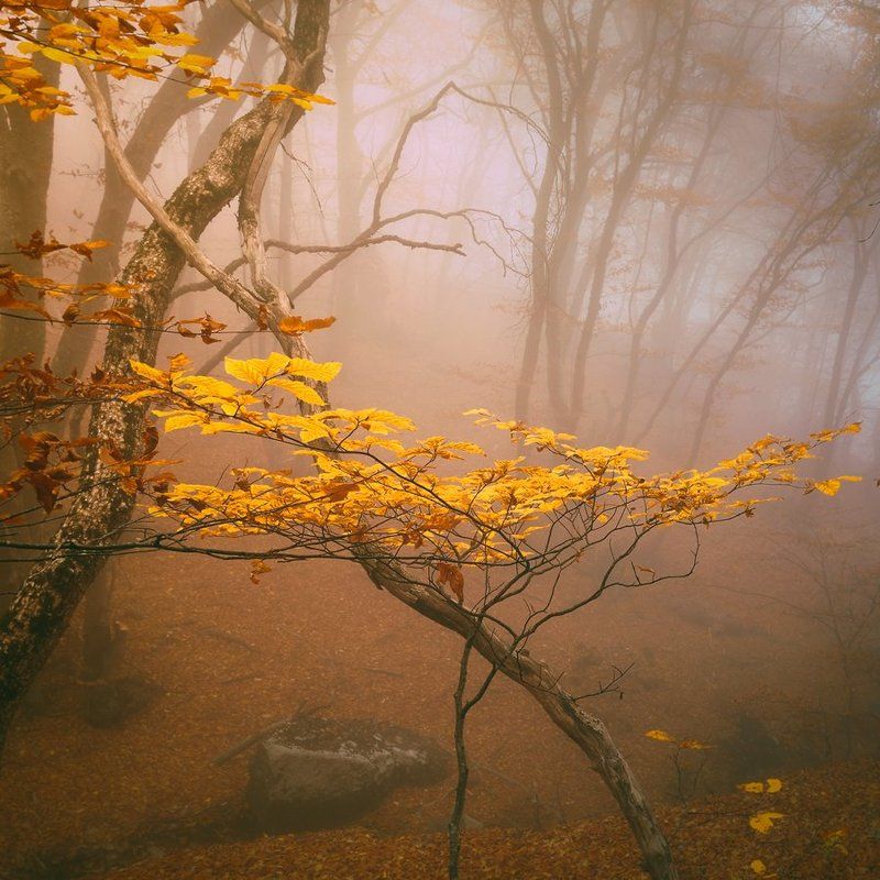 Букетное настроение фото превью