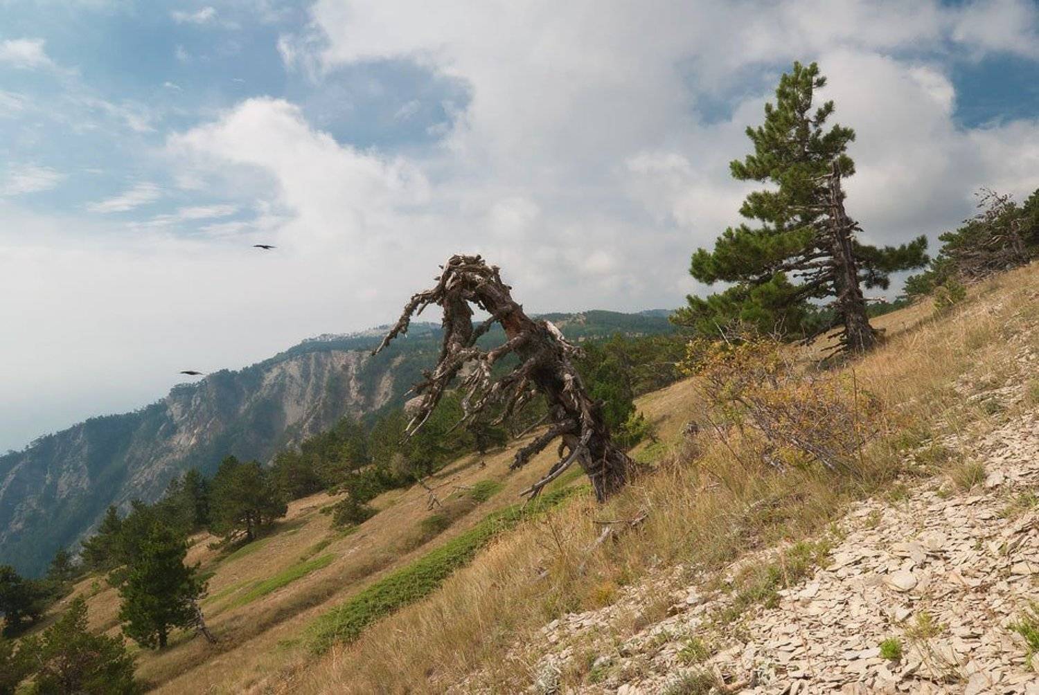 , Саша  Вайсберг / Waldschnepfe /