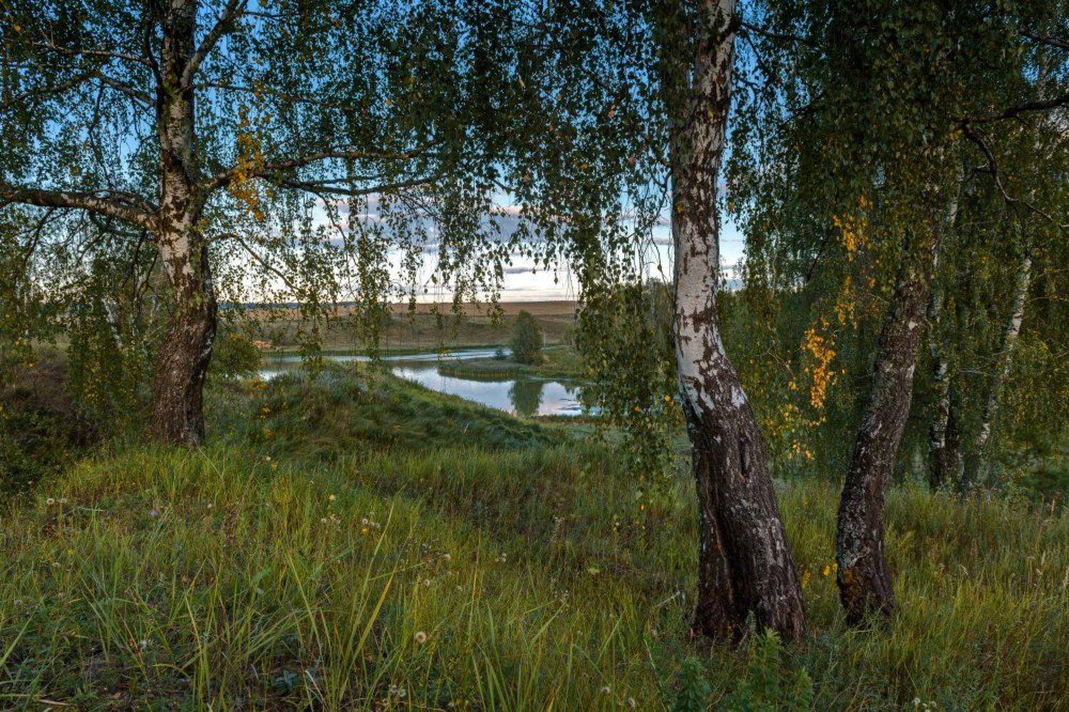 Березовая роща, Березы, Вечер, Закат, Лес, Лесное озеро, Небо, Облака, Озеро, Осень, Отражение, Пейзаж, Природа, Сентябрь, Трава, Юлия Лаптева