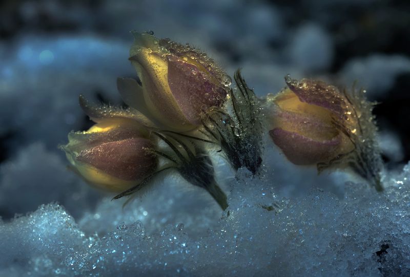 *** фото превью