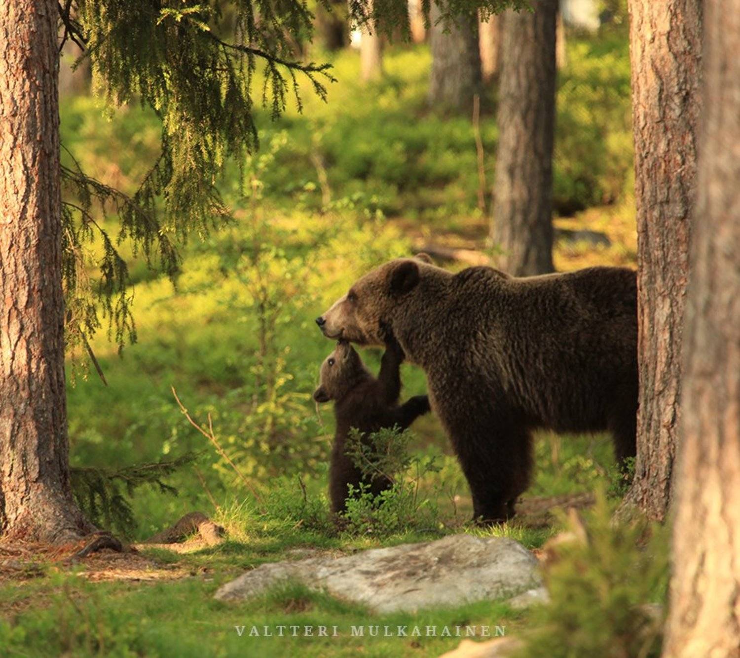 , Valtteri Mulkahainen