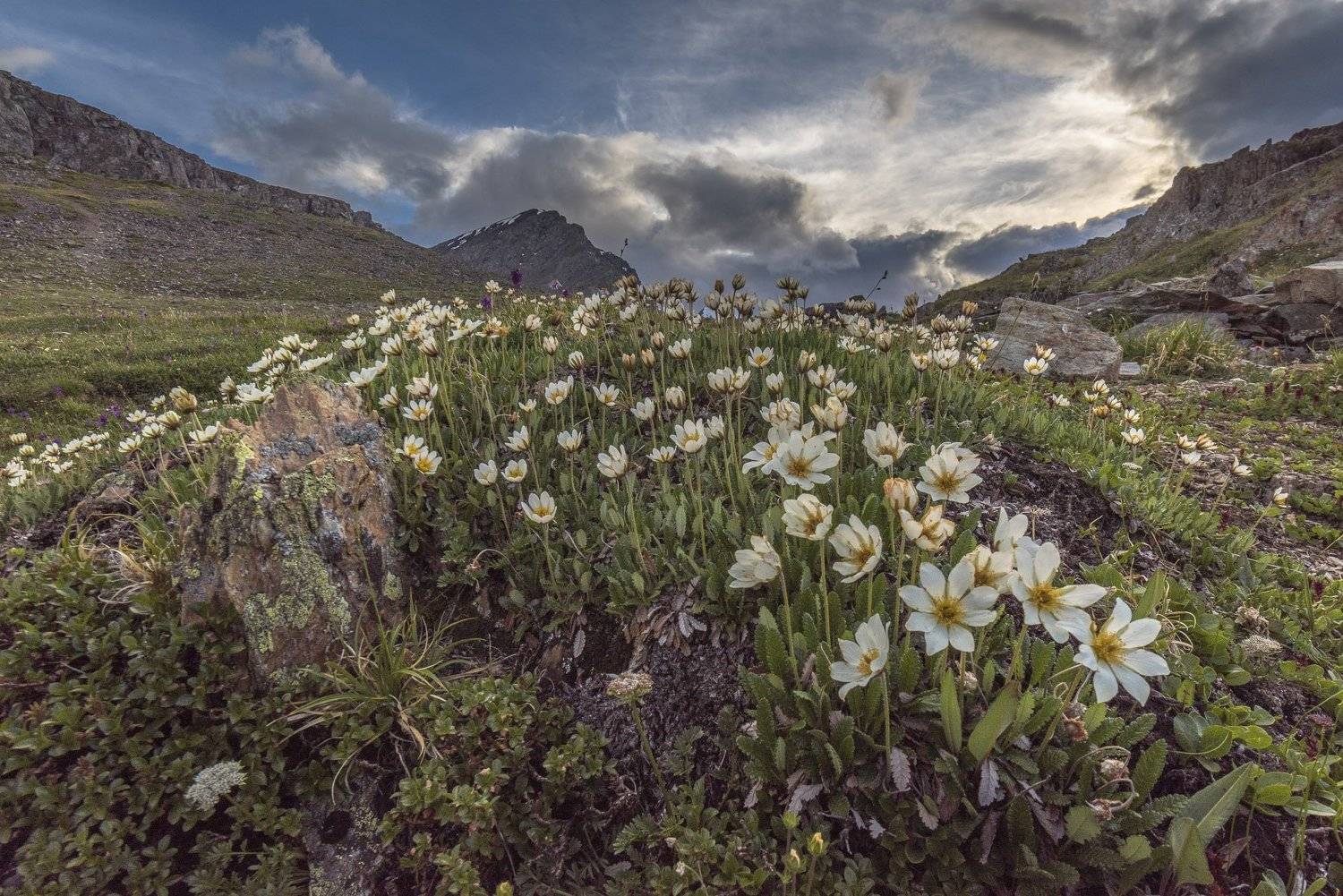 пейзаж, природа, цветы, горы, облака, закат, Дмитрий Старостенков
