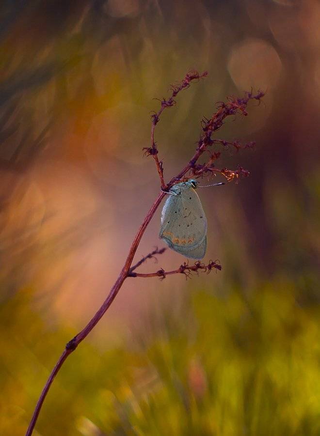 , Pawel Plucinski