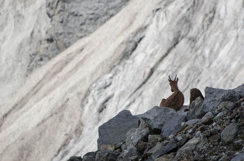 Горы козы Медитация фото превью