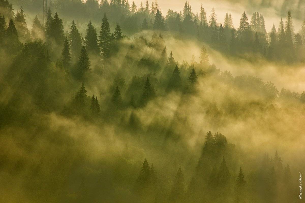 Урал, тайга, утро, туман, лес, Александр Чазов