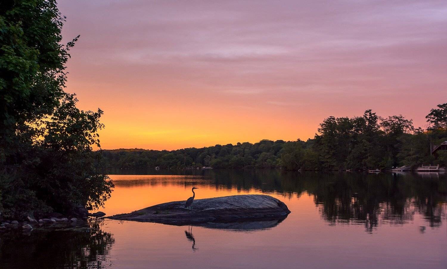 деревья, закат, лето, озеро, отражения, пейзаж, природа, птицы, цапля, Антонина