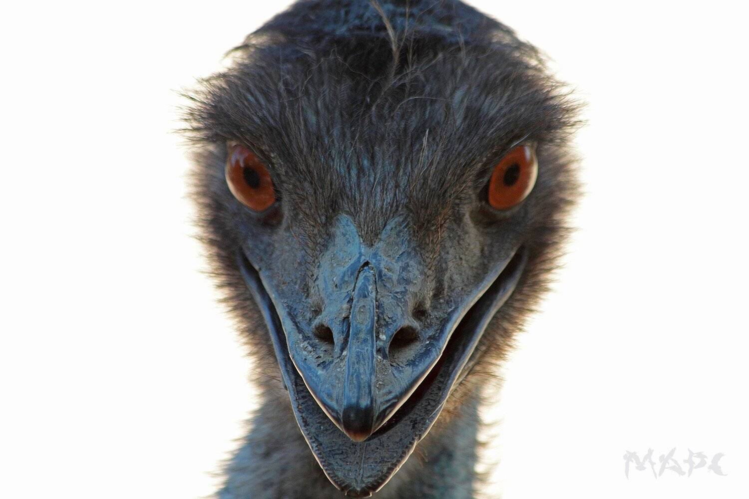 , Шангареев Марс