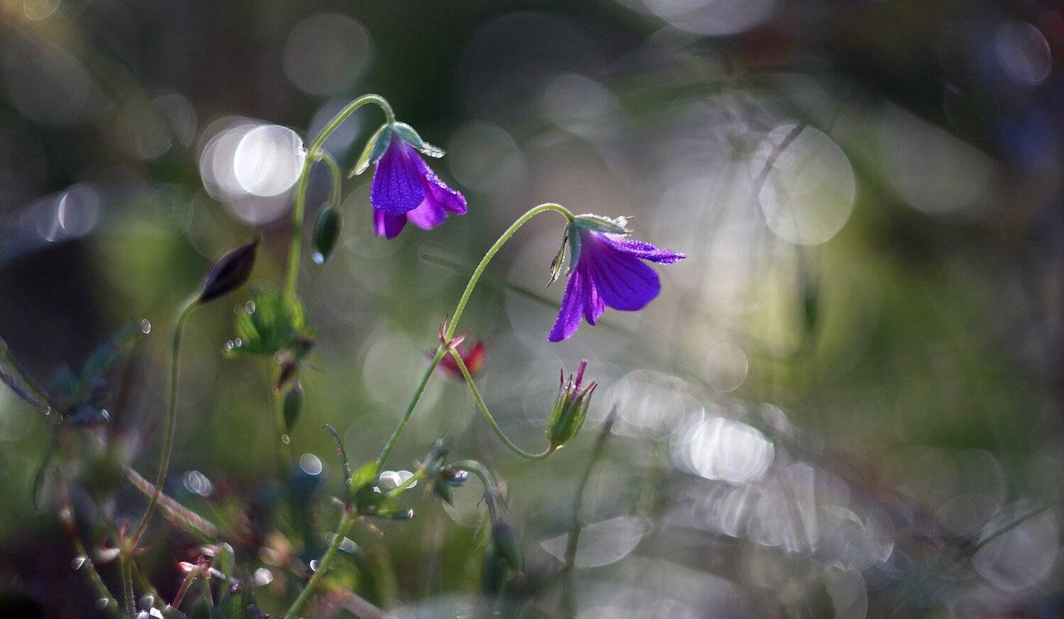 цветы, утро, Свистков Александр