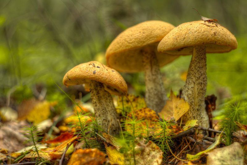 Сообразим на троих фото превью