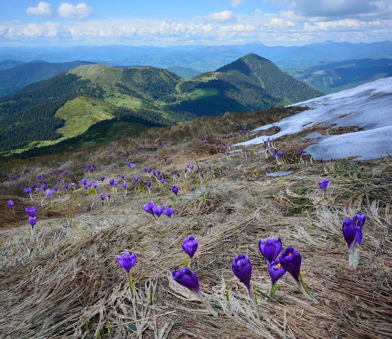 карпаты, крокус, carpaty Среди июньских снегов... фото превью