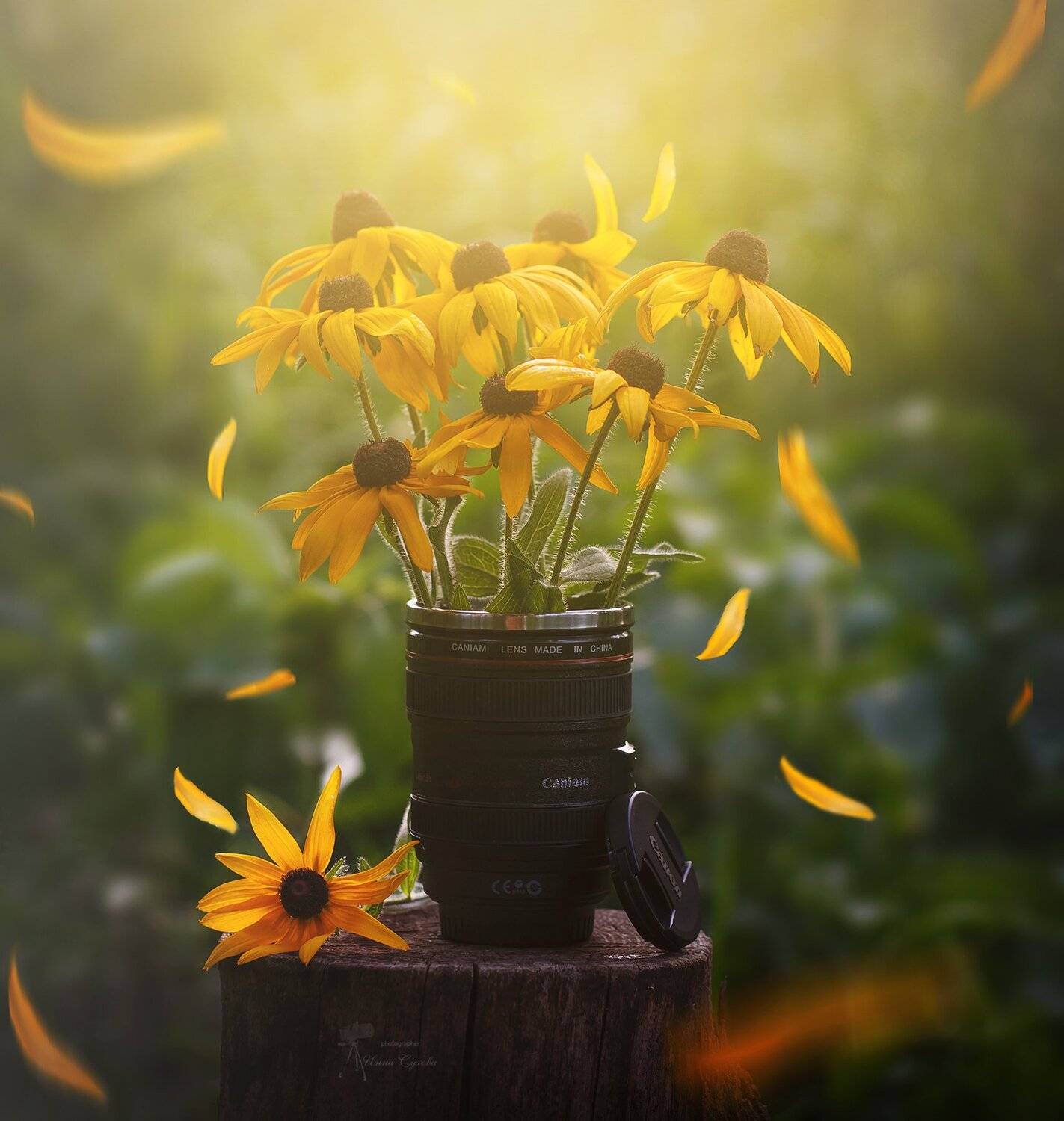 Объективы, Пенек, Рудбекия, Цветы, Инна Сухова