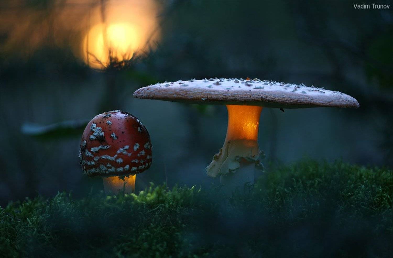 , Вадим Трунов