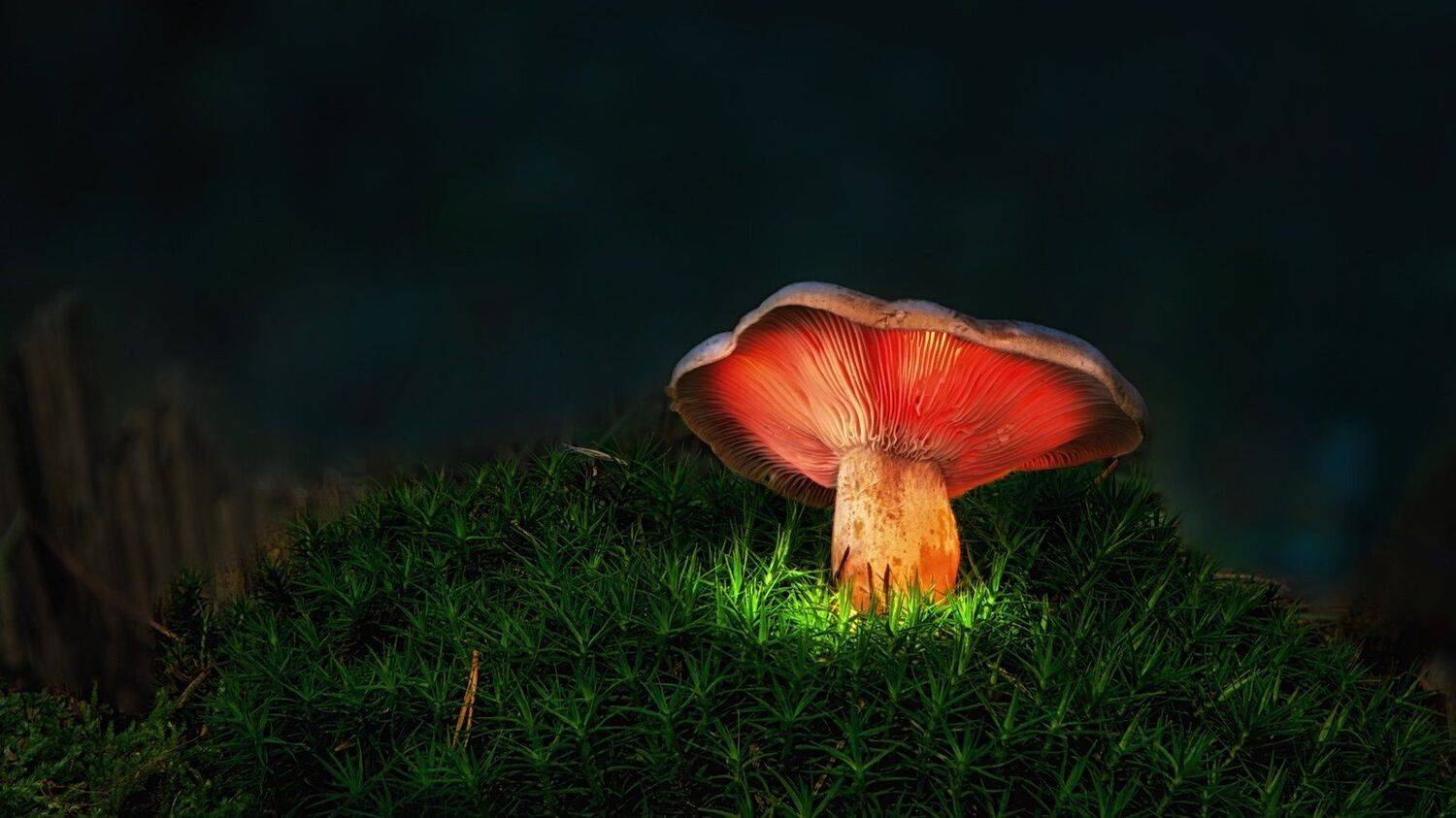 green, red, dark, night, Tallinn, Europe, Estonia, gloomy, outdoor, mood, nature, blue hour, fungus, mushroom, travel, light, HDR, forest, luminous, lucent, lambent, luminescent, radiant, fluorescent, moss, swamp, autumn, fall, season,  , Эдуард Горобец