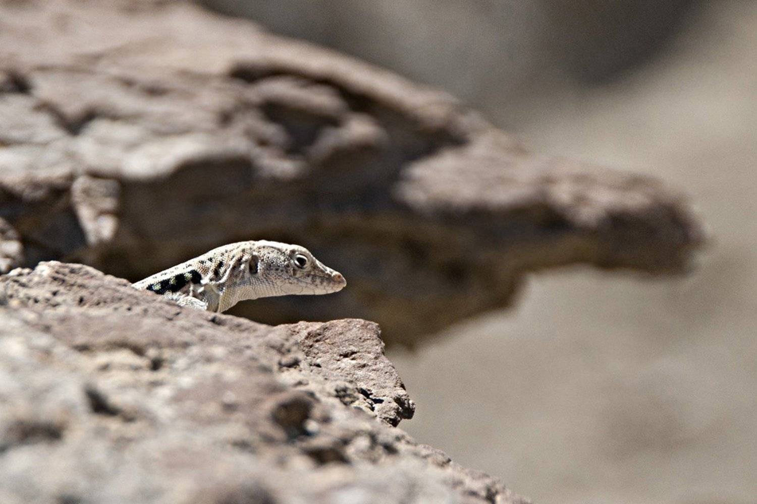 казахстан., Дмитрий Ругис