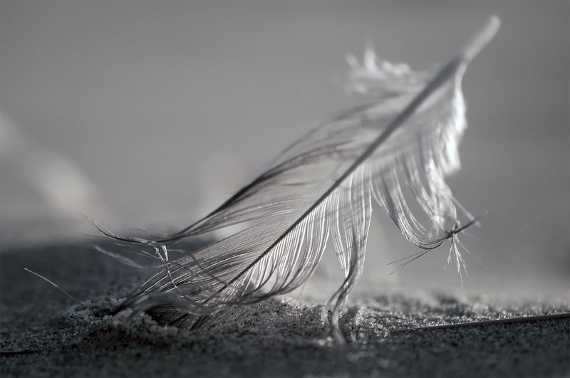 Soft... фото превью