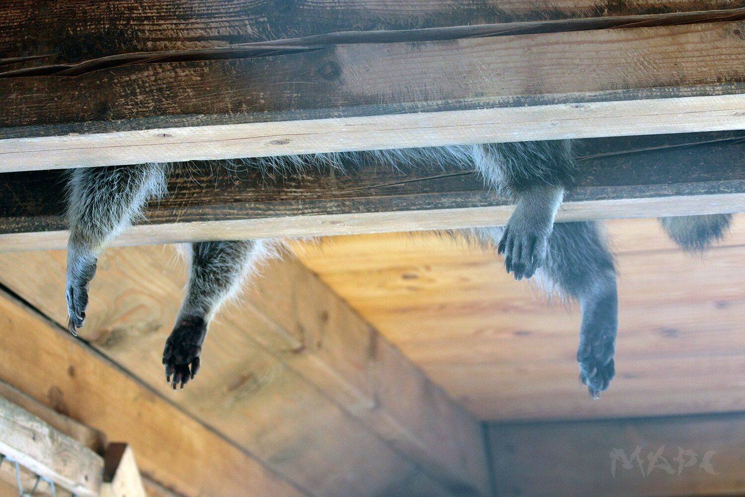 , Шангареев Марс