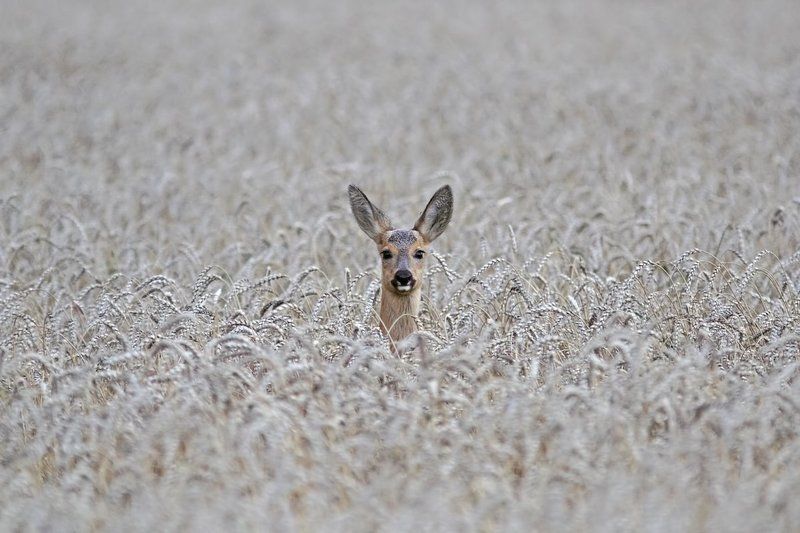 Хлебное место фото превью