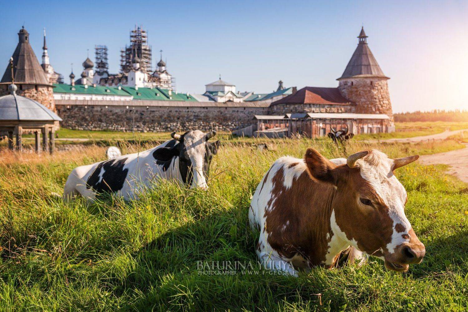 соловки, соловецкие острова, монастырь, корова, Юлия Батурина