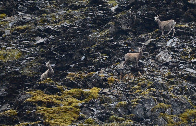 Рысь на охоте фото превью