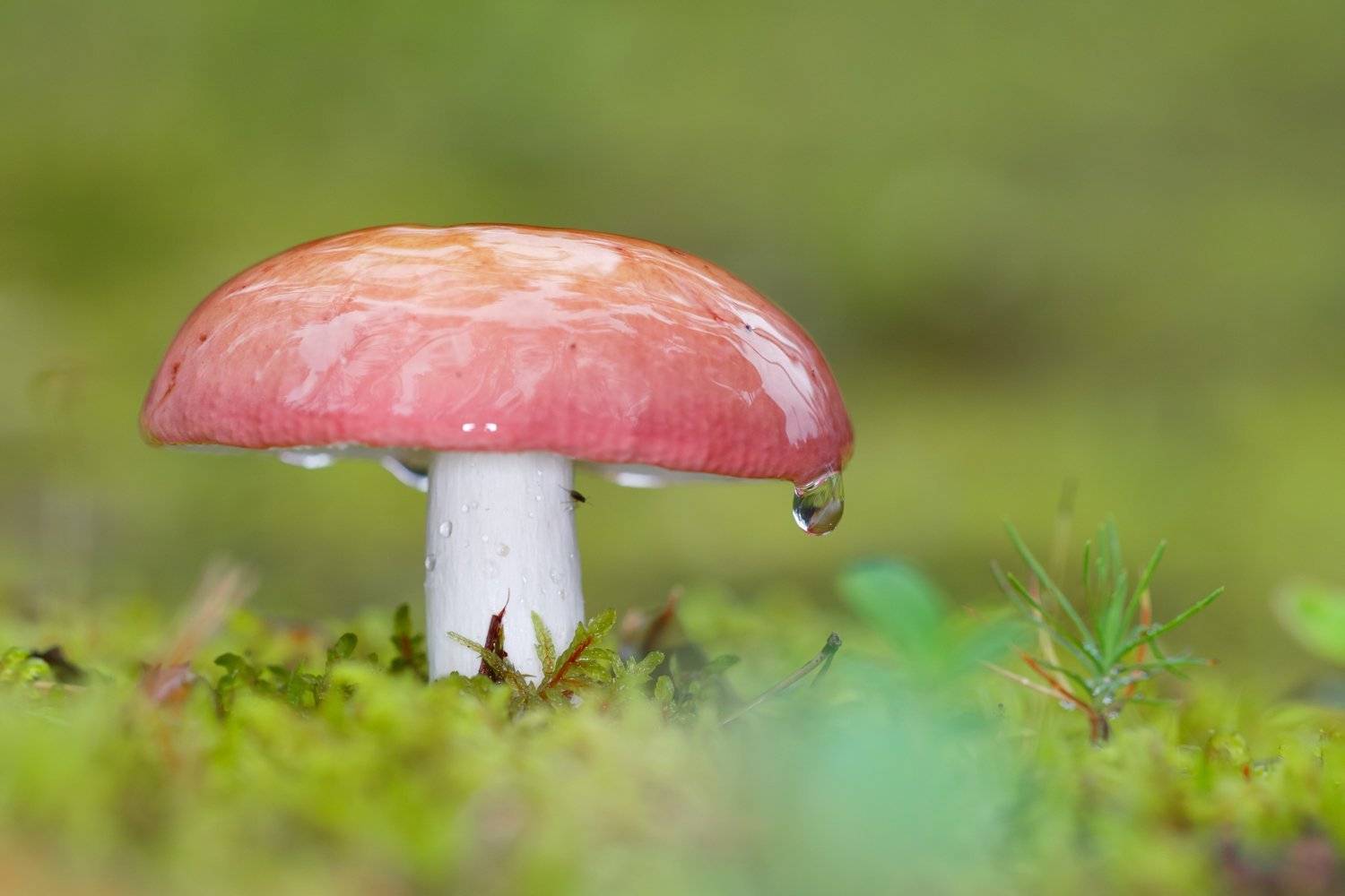 , Ирина Пажаева