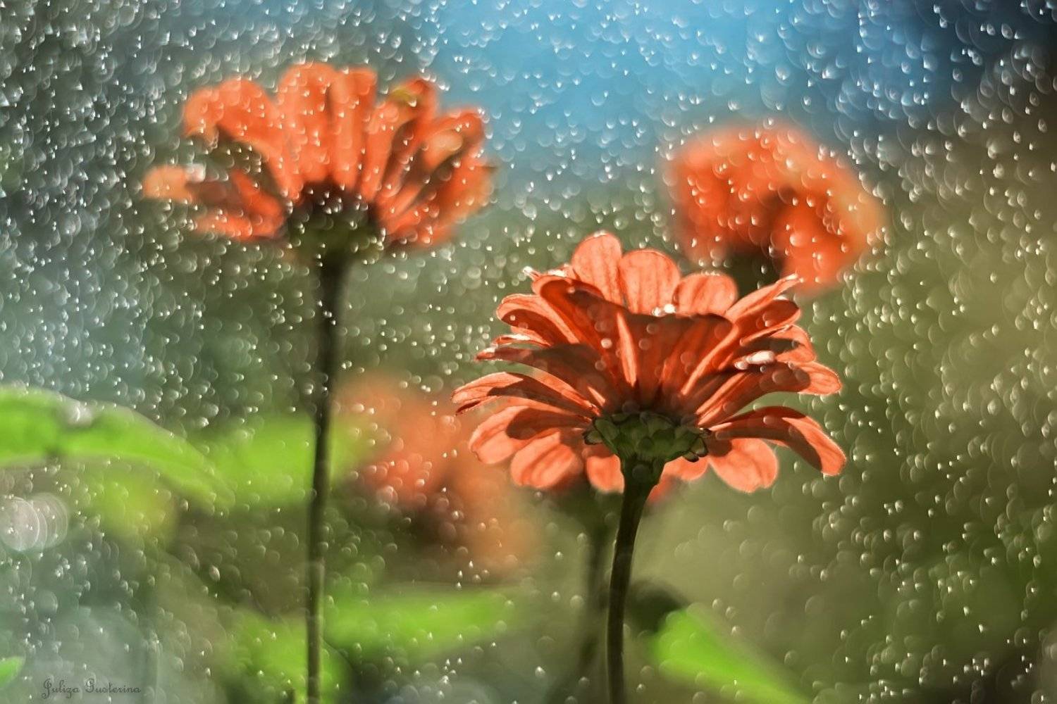 , Юлия Густерина