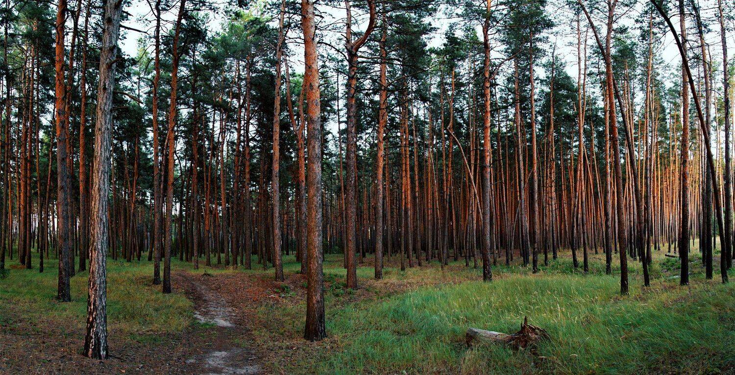 Ветка, Лес, Ствол, Трава, Тропа, Хвоя, Юрий Котов