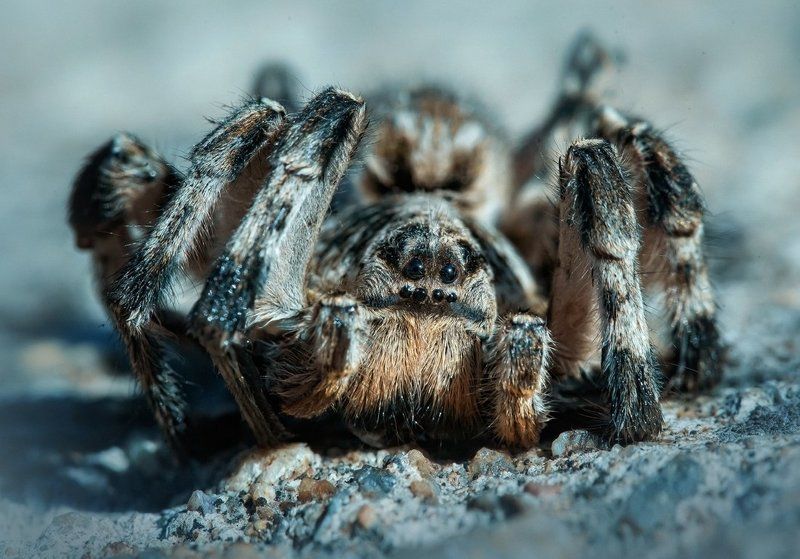 Тарантул Евгений фото превью