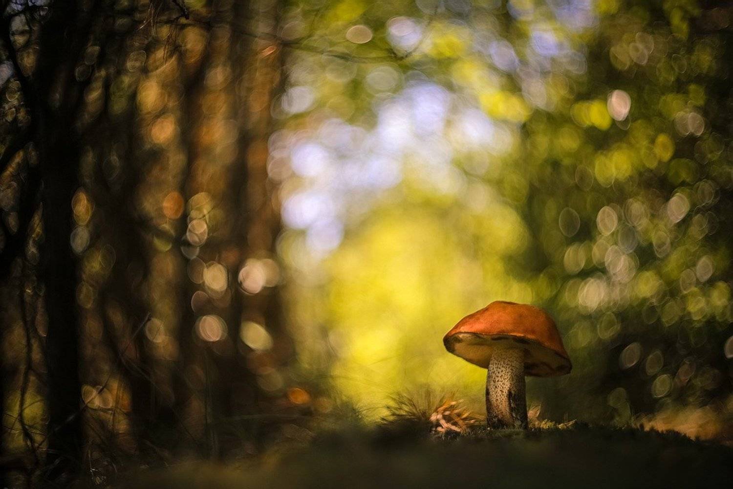 , Вячеслав Мищенко