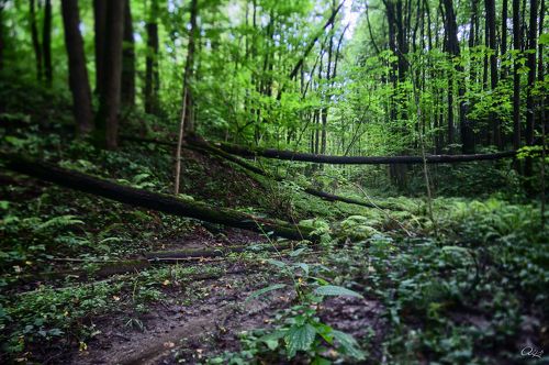 Таинственный лес