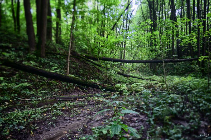 tilt Таинственный лес фото превью