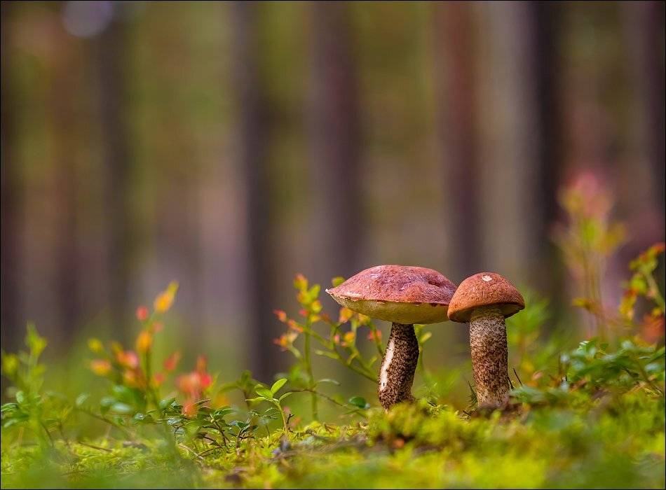 , Бурлов Андрей