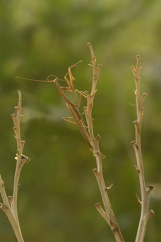 гигиена усов фото превью